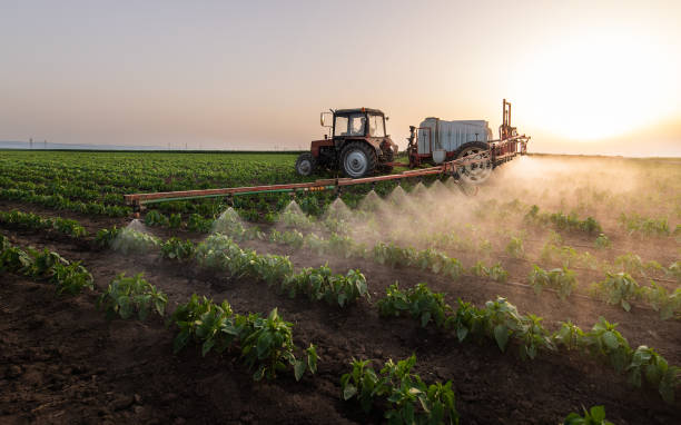 Best Pest Removal Services  in Foreman, AR