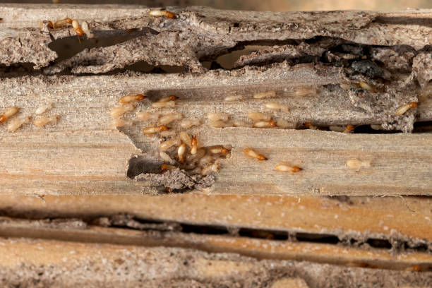 Best Ant Control Services  in Foreman, AR