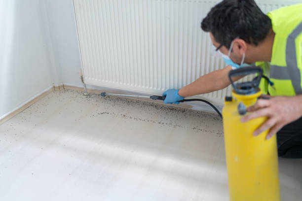 Best Mosquito Control Services  in Foreman, AR