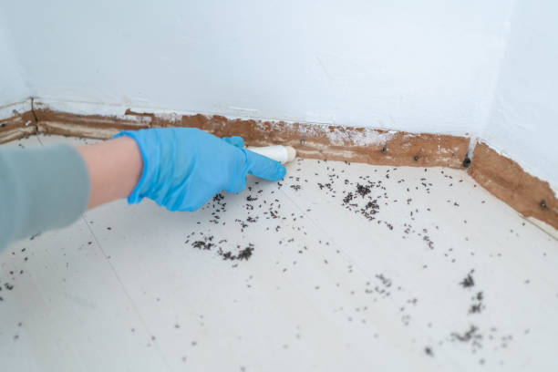 Best Affordable Pest Control Services  in Foreman, AR
